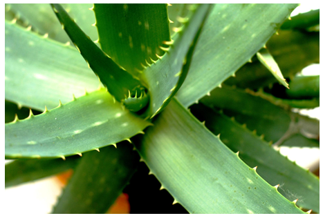 sifcothai | The rise of Aloe Vera consumption in Japan