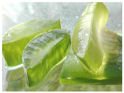 sifcothai | The rise of Aloe Vera consumption in Japan