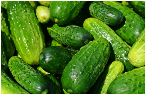 sifcothai | Global Cucumber Industry