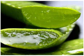 The rise of Aloe Vera consumption in Japan