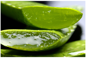 sifcothai | The rise of Aloe Vera consumption in Japan