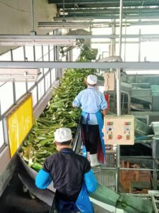 sifcothai | Services sifcothai|Services